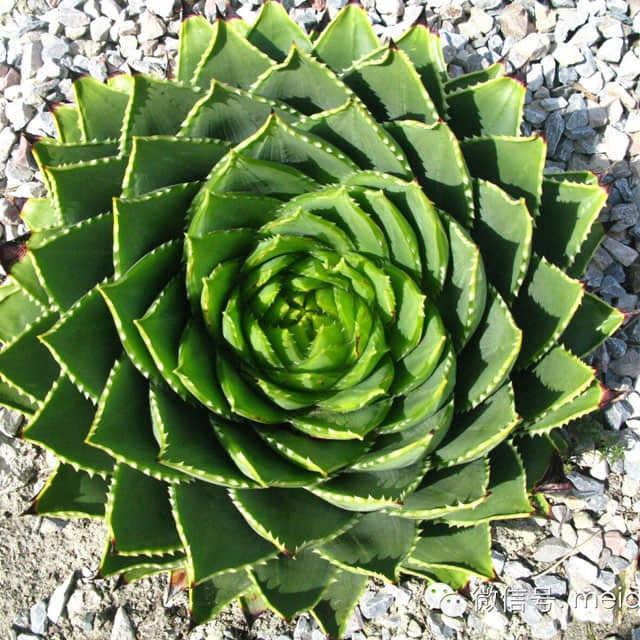 Aloe polyphylla