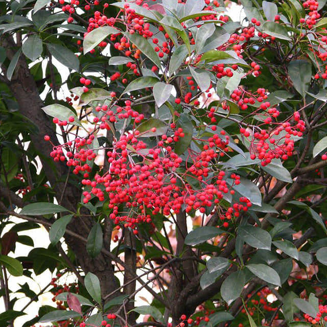 Photinia glabra
