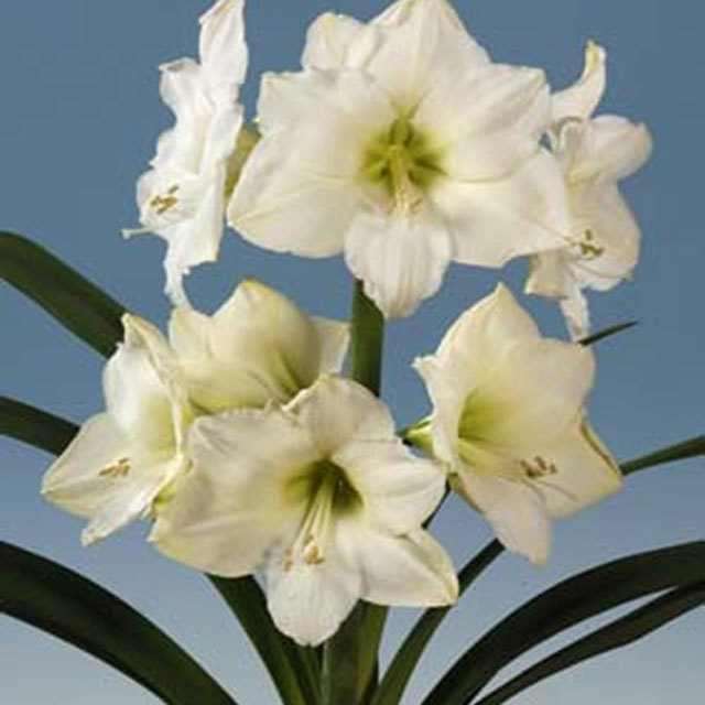 Hippeastrum Christmas Gift Tiny Black Flies