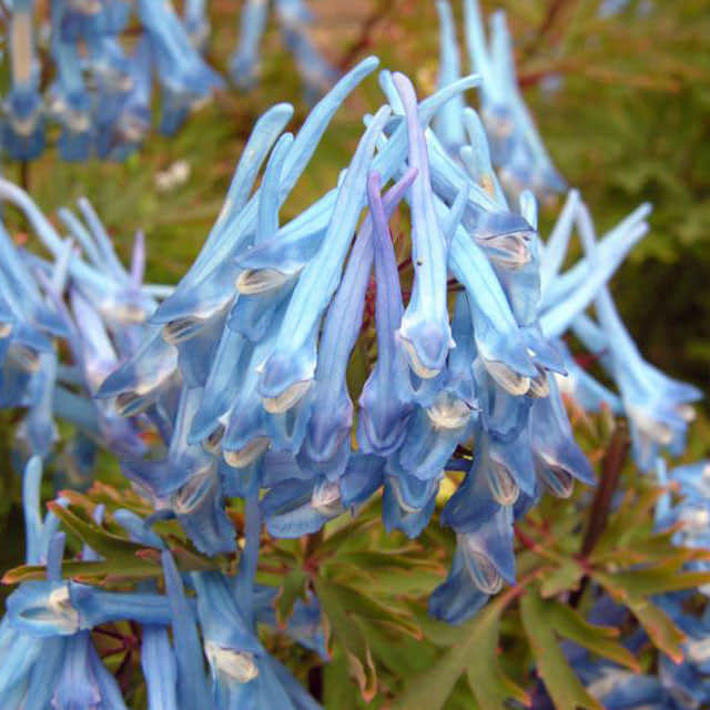 Corydalis flexuosa