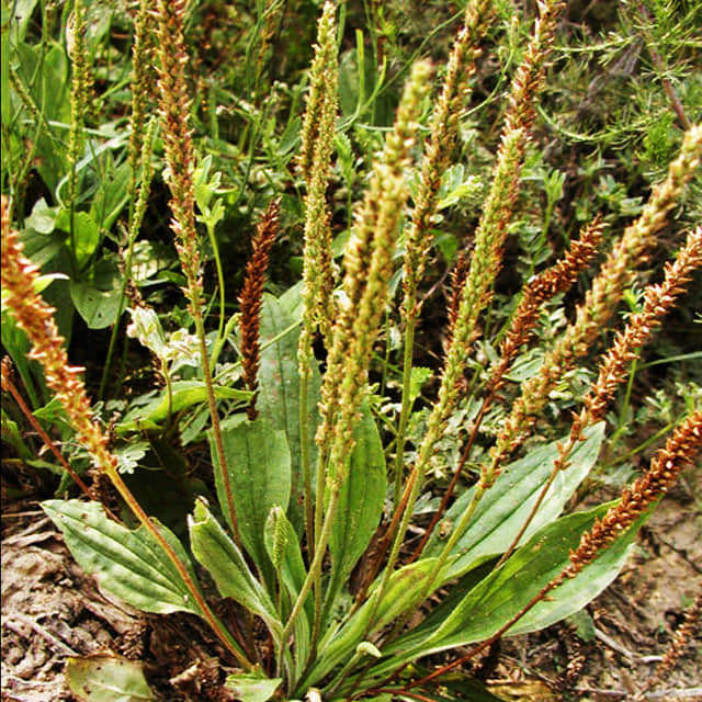 Plantago asiatica