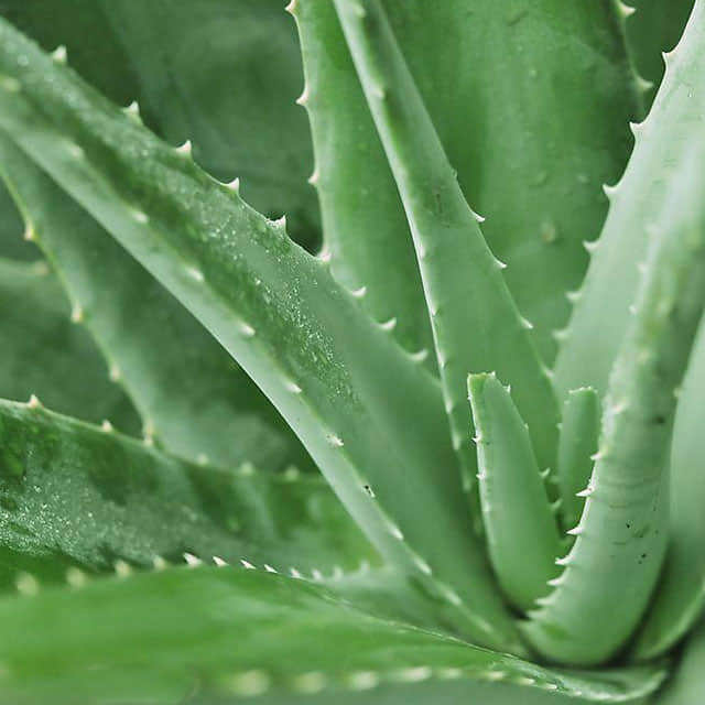 Aloe arborescens