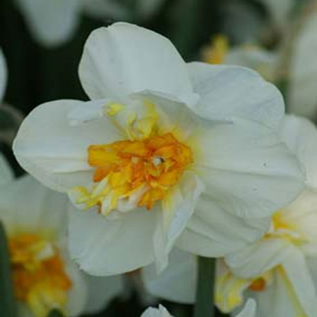Narcissus Flowerdrift