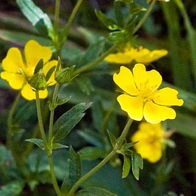 Potentilla crantzii