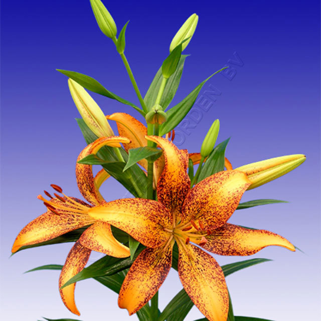 Lily Tango Kentucky Sudden Leaf Drop