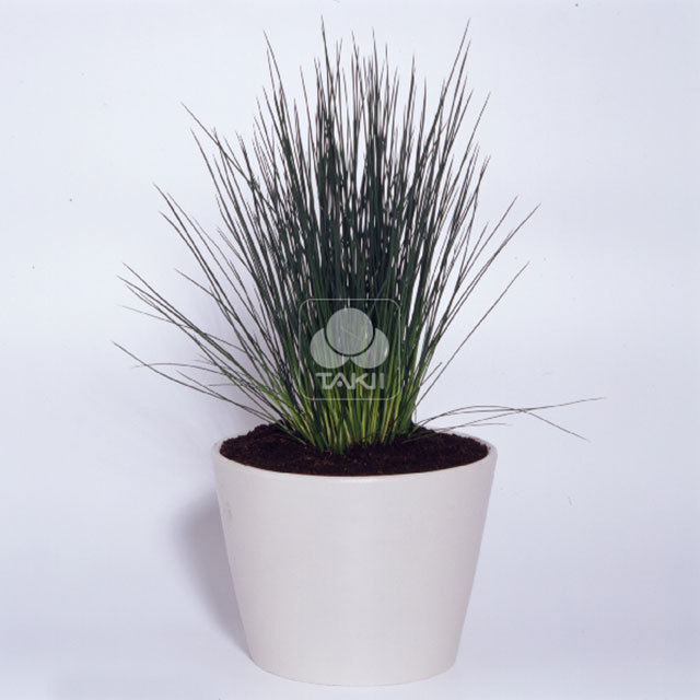 Juncus Hedgehog Grass