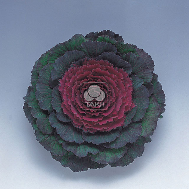 Brassica oleracea Purple Pigeon