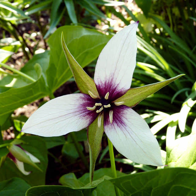 Trillium erectum