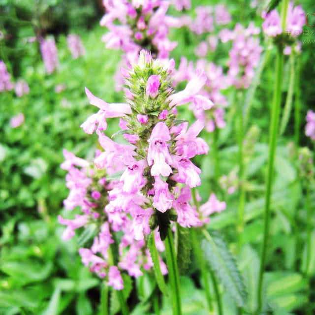 Stachys officinalis