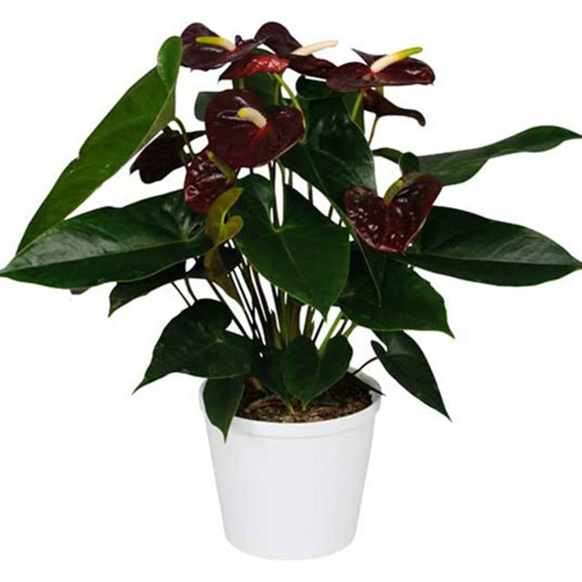 Anthurium andraeanum Aramon