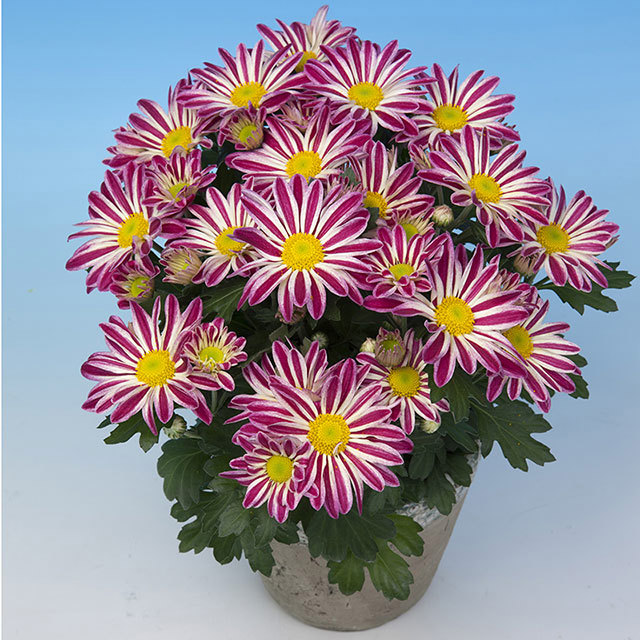Chrysanthemum Robinho Pink Fine Webbing