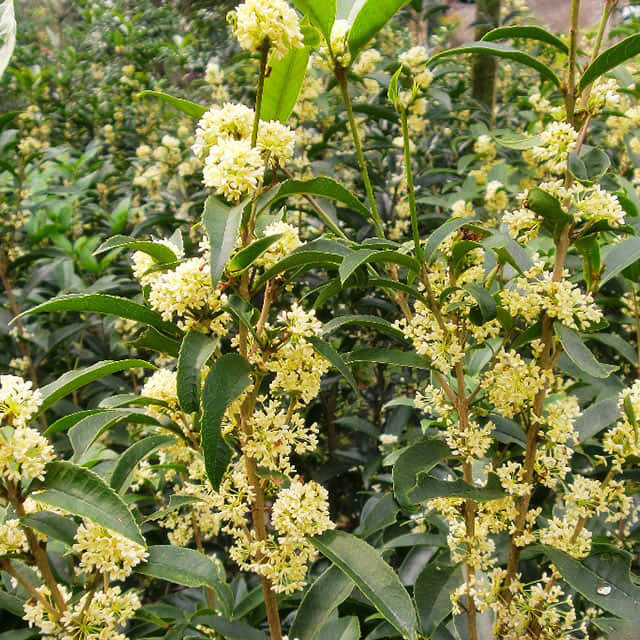 Laurus nobilis