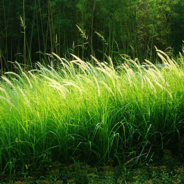 Imperata cylindrica