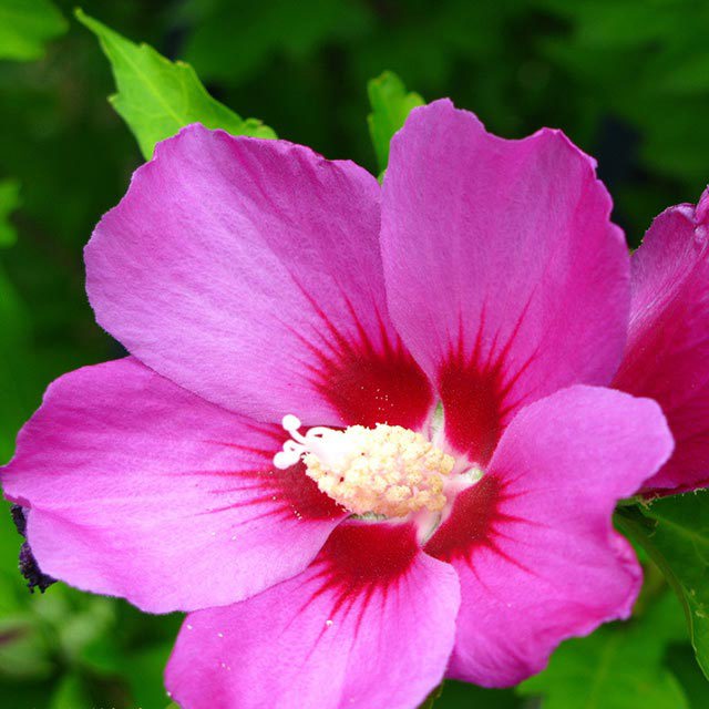 Hibiscus syriacus