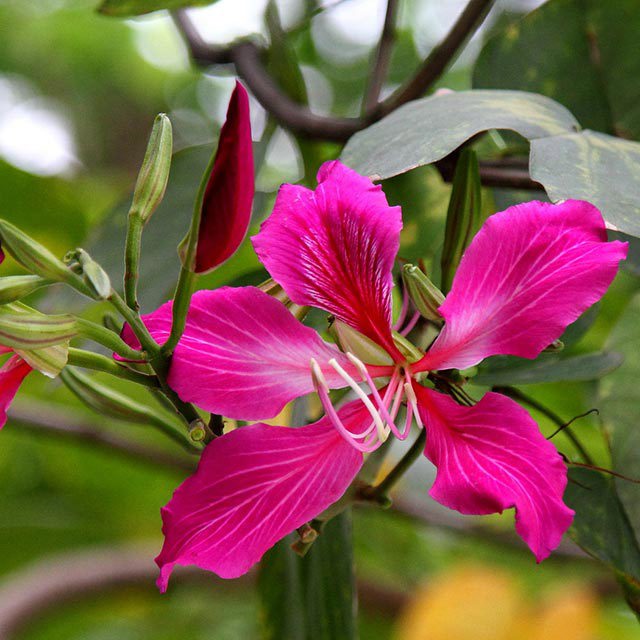 Bauhinia blakeana