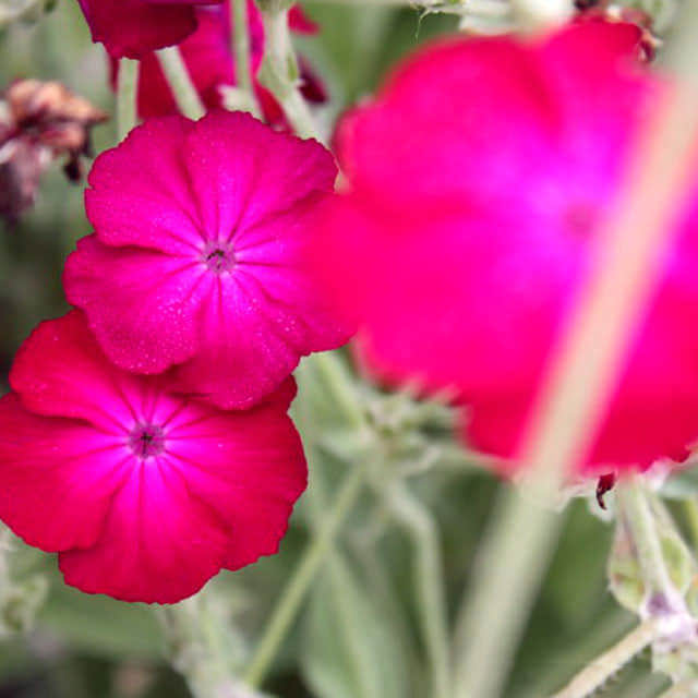 Lychnis coronaria