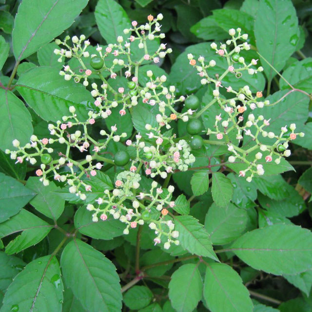 Cayratia japonica