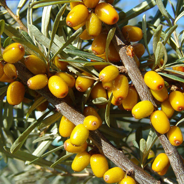 Hippophae rhamnoides