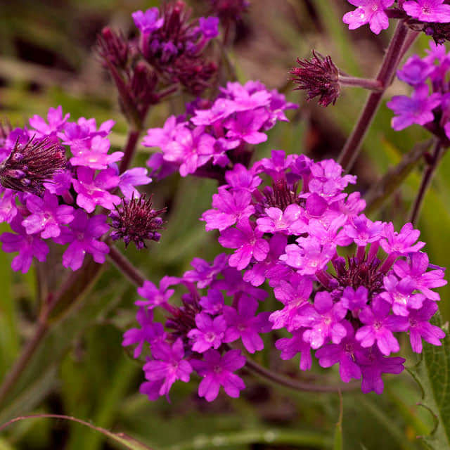 Verbena rigida