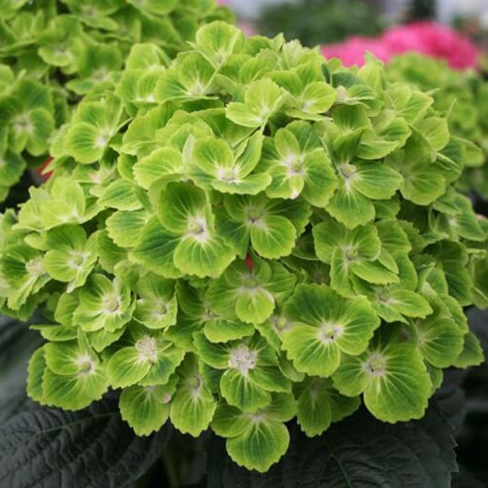 Hydrangea macrophylla Magical Green Cloud White Cottony Spots
