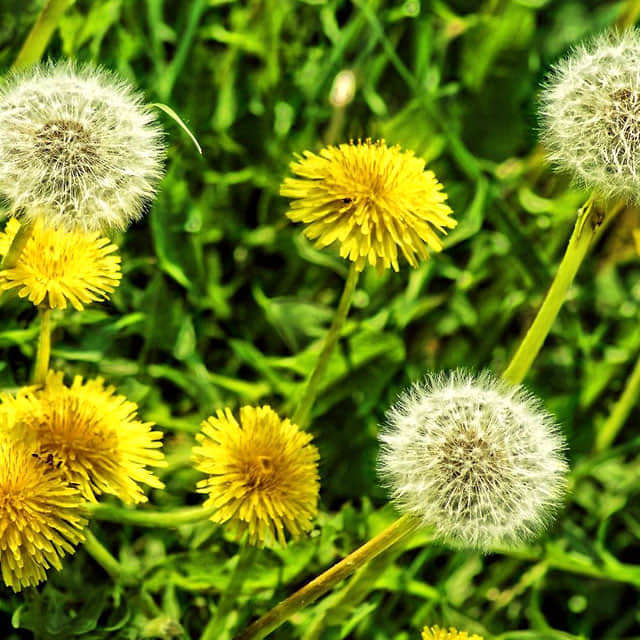 Taraxacum officinale