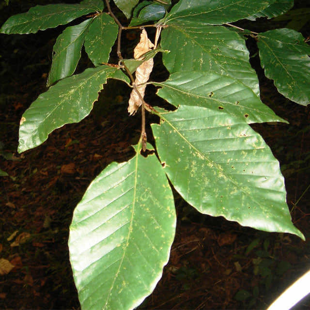 Fagus orientalis