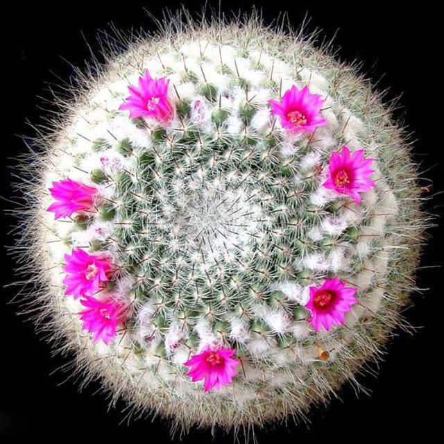 Mammillaria hahniana Sticky Leaves