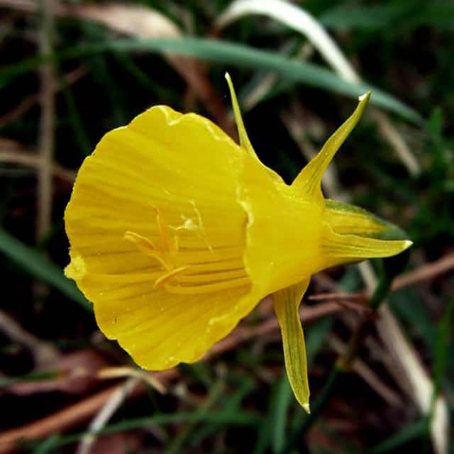 Narcissus bulbocodium