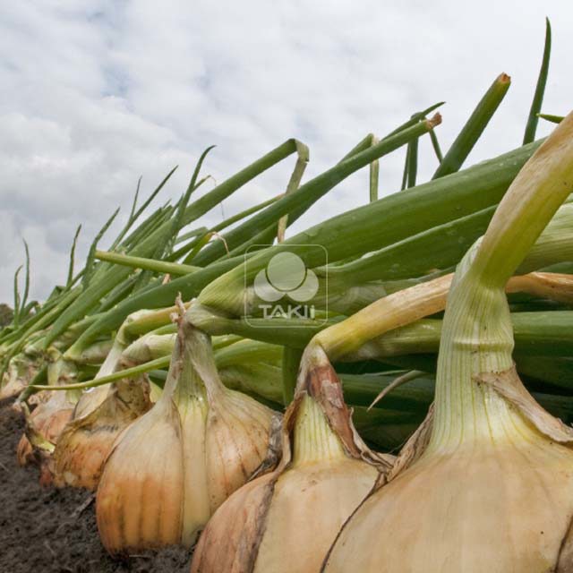 Allium cepa Medusa F1