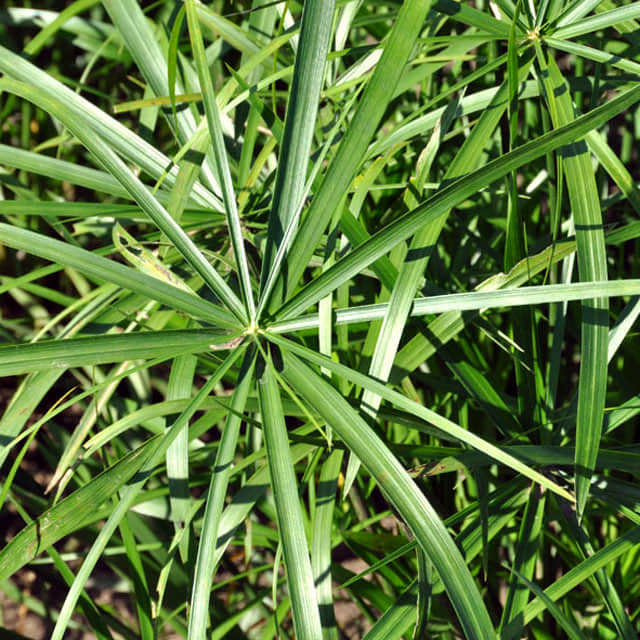 Cyperus involucratus Baby Tut