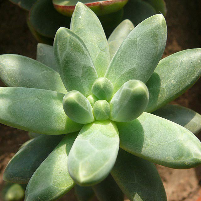 Pachyphytum compactum