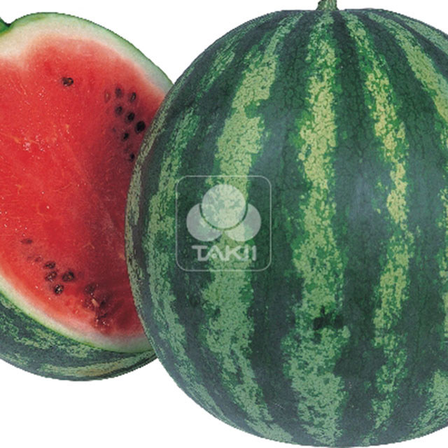 Watermelon Carmen F1 Fine Webbing