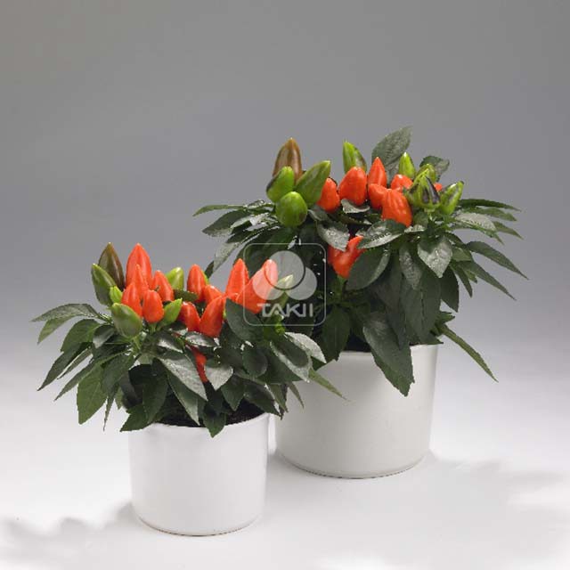 Capsicum annuum Tango Deep Orange Sticky Leaves