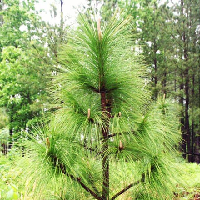 Pinus palustris