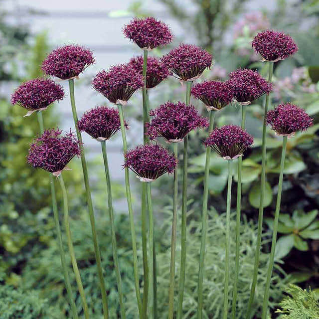 Allium atropurpureum