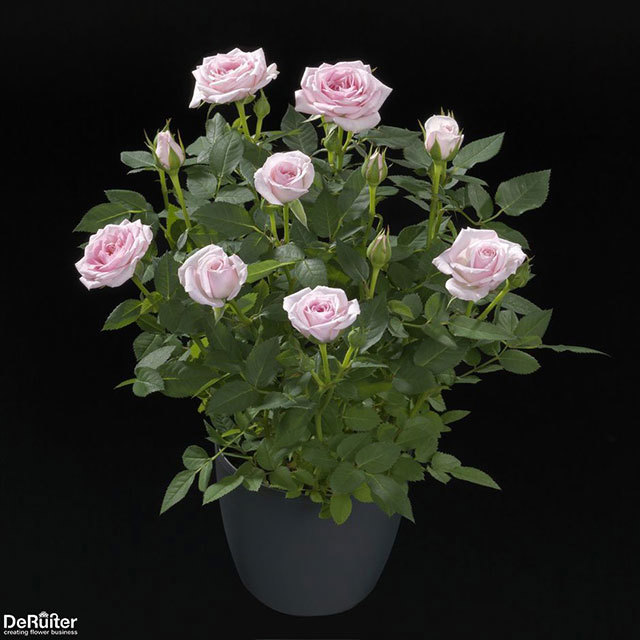 Mini Rose Flamingo Jewel Sticky Leaves
