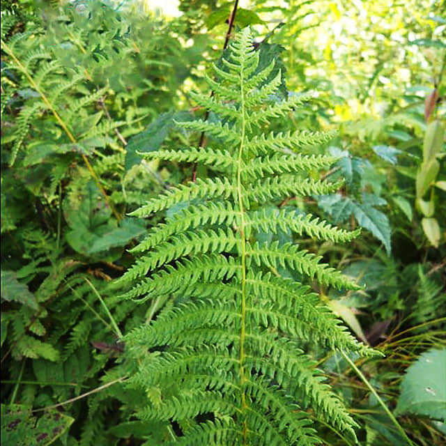 Thelypteris palustris