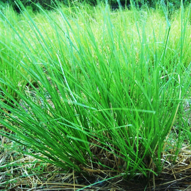 Chrysopogon zizanioides