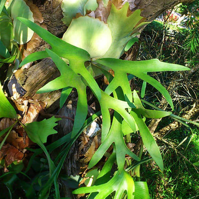 Platycerium superbum
