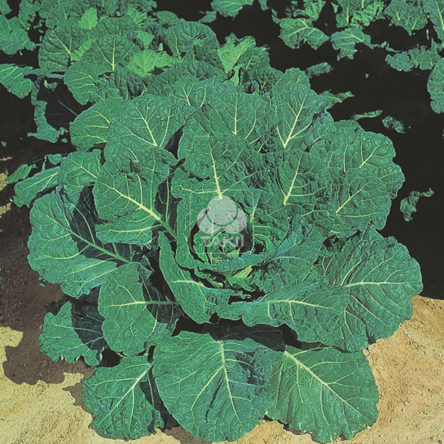 Brassica oleracea Hi Crop