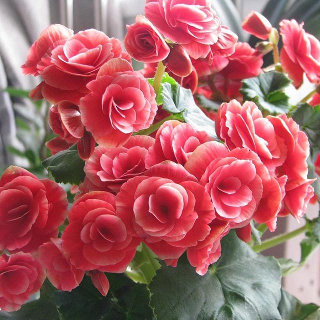 Rieger Begonia