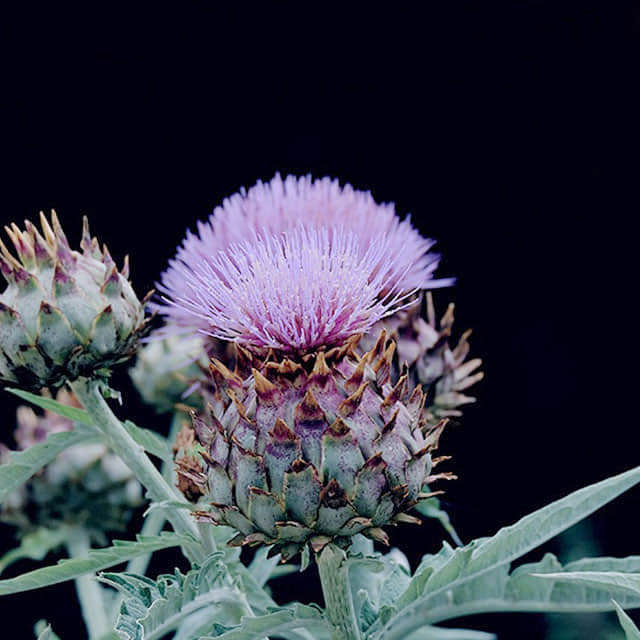 Cynara cardunculus