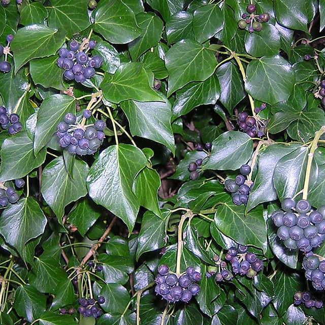 Hedera hibernica Brown Leaf Tips