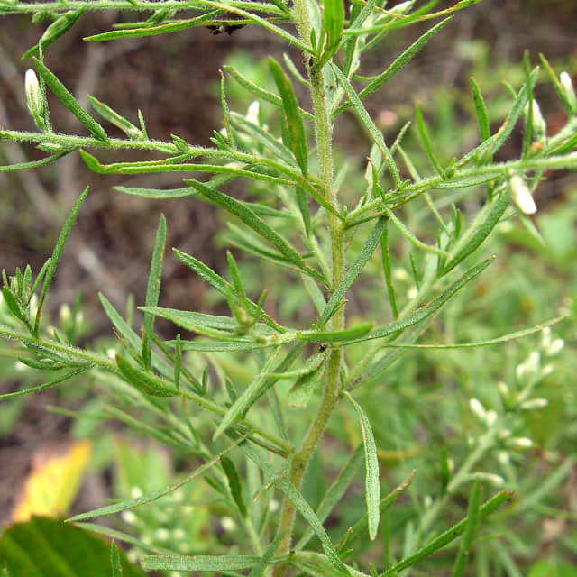Eupatorium capillifolium