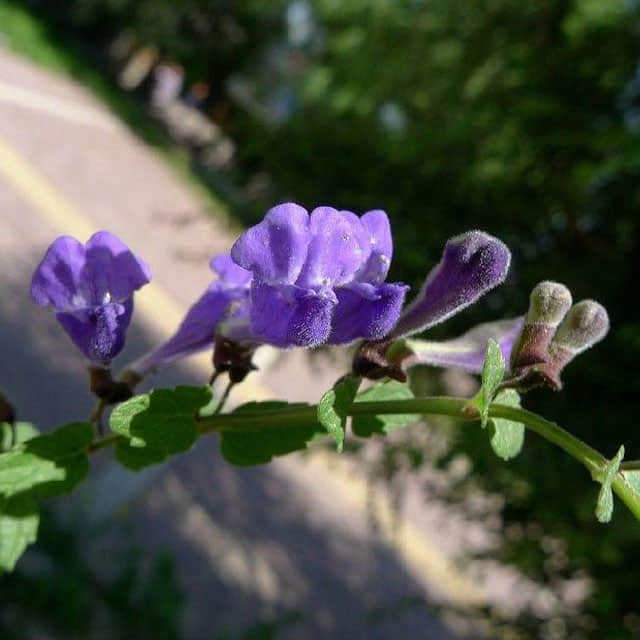 Scutellaria baicalensis
