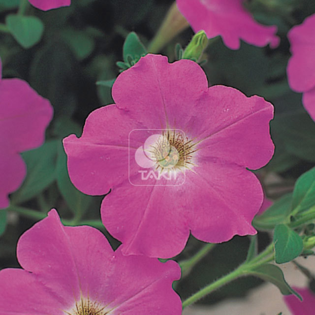 Petunia Opera Supreme F1 Lavender Yellow Leaves