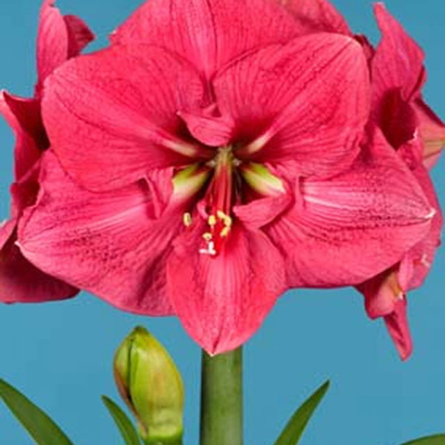 Amaryllis Hercules Tiny Black Flies
