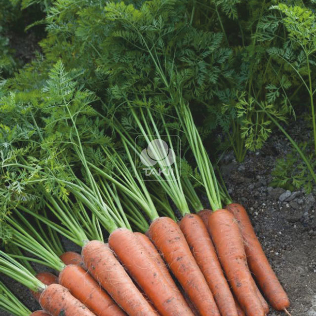 Carrot Aurantina F1
