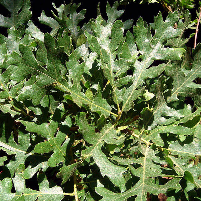 Quercus cerris
