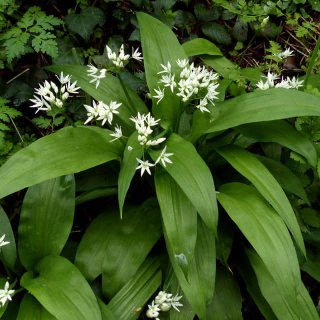 Allium ursinum